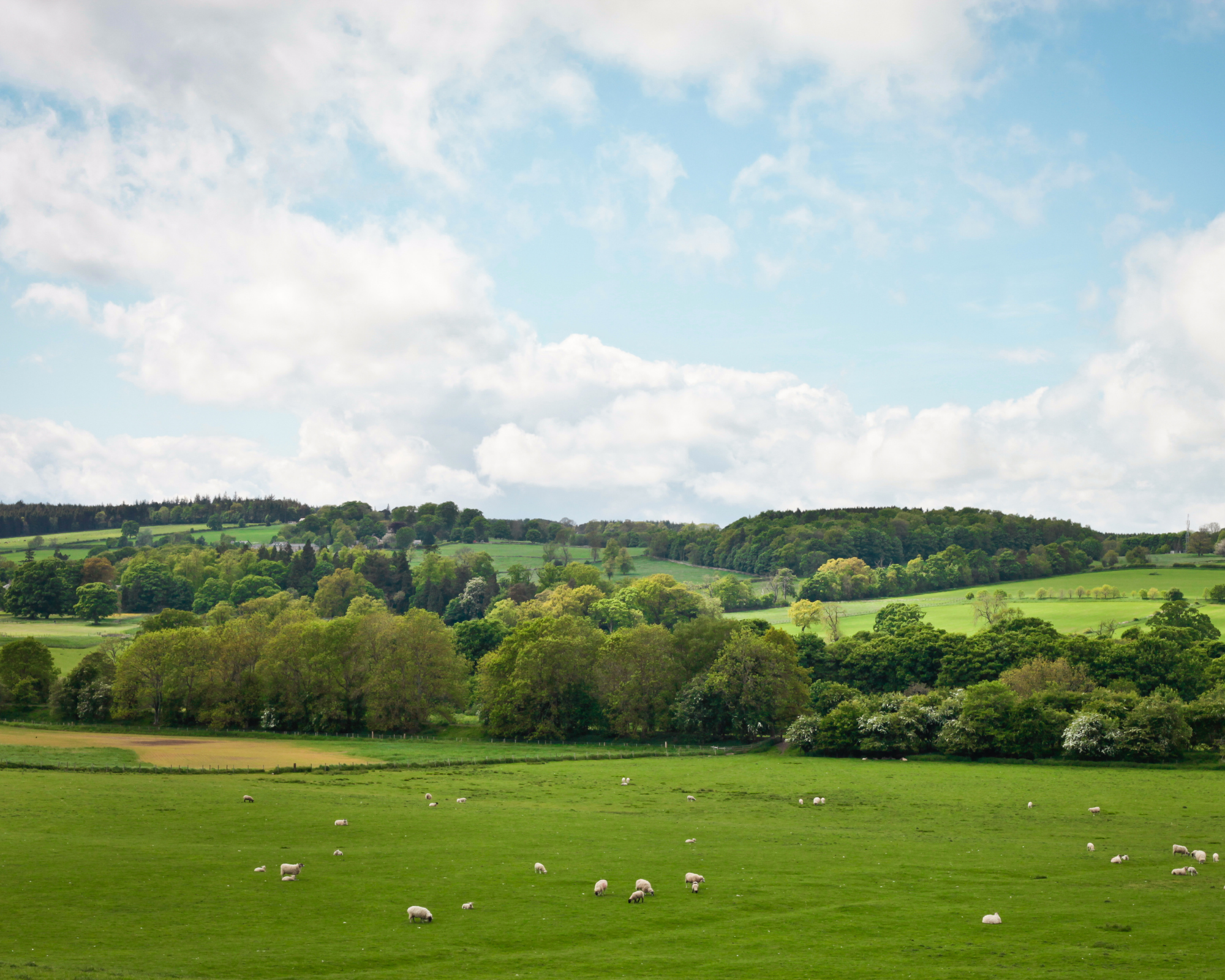 Beautiful green fields filled with Sheep And Blue skies 